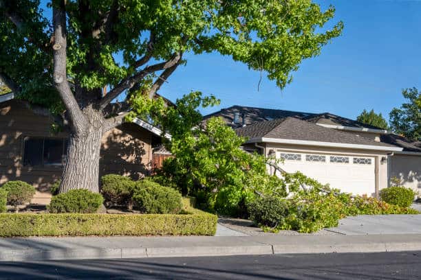24H Emergency Tree Service
