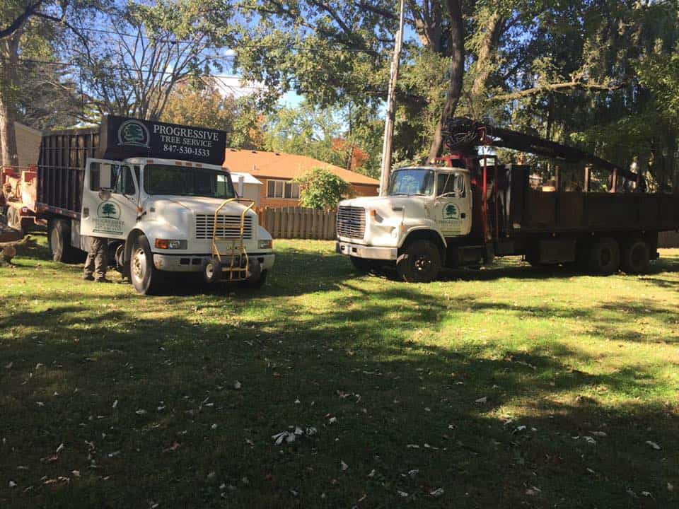 Professional tree care services